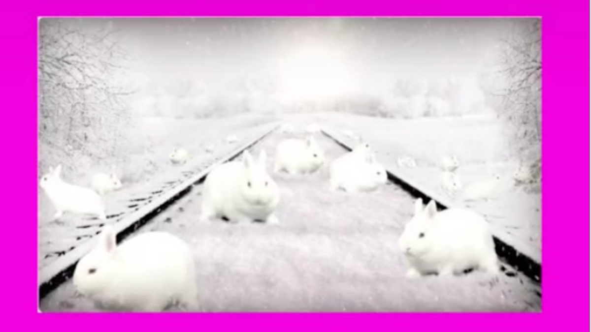 An optical illusion on TikTok about white rabbits is leaving people